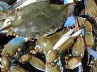Criminal itch nets software pirate fine crabs