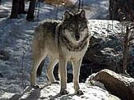 Minnesota Zoo’s WolfQuest: Win a Trip to the International Wolf Center