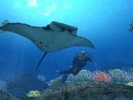 Gameplanet Gives 8/10 To Endless Ocean