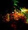 Phaethon0017