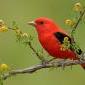 RedSparrowBird