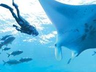 Endless Ocean – Why Poking a Fish isn’t Fun
