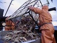 Deadliest Catch Game Coming to Xbox 360, PC