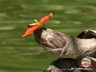 Success brings "Amazing Animals" to the Wii