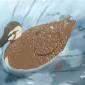 meanmallard