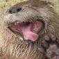 OtterX