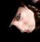 amsdesignphoto