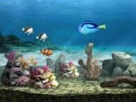 Blue Oasis – Fishy Fun For All The Family