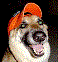 Applederp