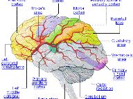Is It Really Smart to Teach Old Brains New Tricks?