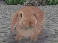 Animal Paradise Development Finished