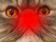 Kids Microwave Cat, Get Banned From Videogames