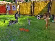 PALGN: Madagascar 2: Escape 2 Africa Preview