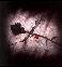 Black Rose