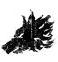 BlackWolf