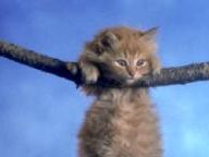 Kids hang kitten with videogame controller, sheriff accuses GTA of rape
