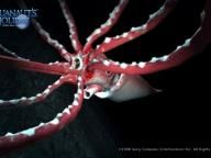 PlayStationLifeStyle.net: Aquanaut’s Holiday Review [PS3 IMPORT]