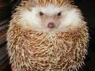 11-Year-Old Overturns Hedgehog Ban