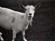 This Week in Video Game Put-Downs: Gamers Worse Than Goats