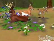 Nintendo Centrum: SimAnimals Producer Interview