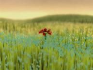 Digital Chumps: Flower Review