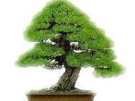 GoNintendo ‘End of Day’ thoughts – Bonsai Barber Is Worth A Purchase…Here’s Why