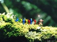 Fragland: New Play Control! Pikmin Review