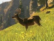 The Top 10 Hunting Games – Images & HD Videos