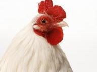 The Chicken And The Egg