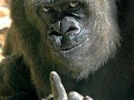 Sony Gives 64 million Gamers the Finger