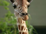 World of Zoo set for Wii, Nintendo DS and PC