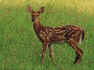 The Hunter – AATG feature on playing the virtual hunting game