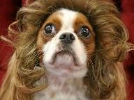 Confirmed:Rev.Al Sharpton Has Purchased a NEW Hair Piece