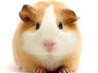 Ever battled KILLER HEADPHONES as a GUINEA PIG?