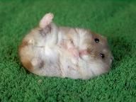 Hamsterfist.com Game Site launch