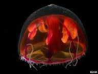 Metroids Lurking Beneath Arctic Ocean?