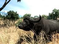 Cabela’s Big Game Hunter 2010 Demo Is Out On Xbox Live Marketplace