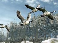 PSX Extreme: Cabela’s Outdoor Adventures Review