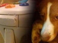 Gamer has bone to pick with online-shopping dog