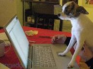 Dog buys 5,000 Microsoft points