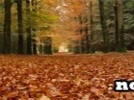 Pure TV: the releases for the month November