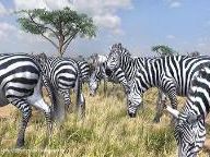 PSX Extreme: Afrika Review