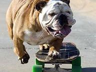 Dog Masters Tony Hawk’s Ride