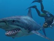 Gamereactor: Endless Ocean 2 Review