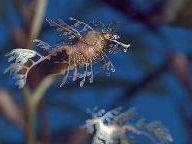 Telegraph: Endless Ocean 2 Review