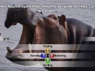 Black Bean unveils NatGeo Quiz! Wild Life, first screenshots included