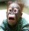 Monkey521