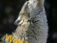 Wolf News "Game" Reviews