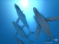 NWR: Endless Ocean: Blue World Review