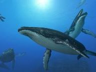 A.V. Club: Endless Ocean: Blue World Review